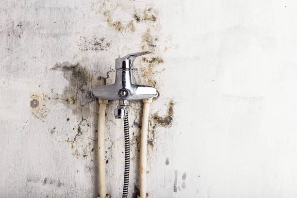Best Emergency Mold Removal  in Wells, NV