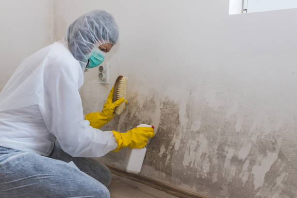Home Mold Removal in Wells, NV