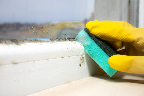 Best Attic Mold Removal  in Wells, NV