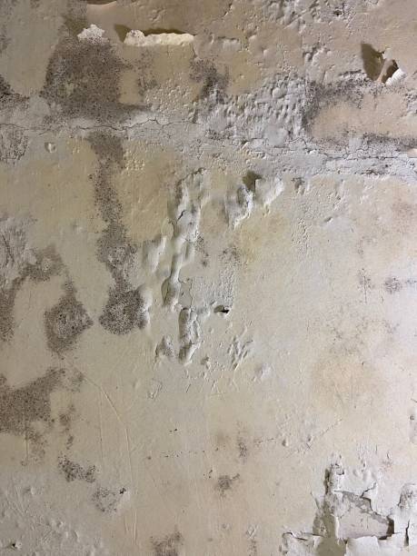 Mold Removal Process in Wells, NV