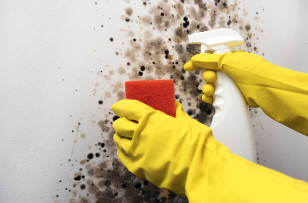 Best Mold Damage Repair  in Wells, NV