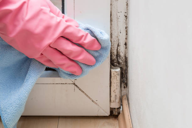Best Residential Mold Removal  in Wells, NV